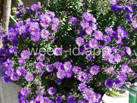 aster, New England